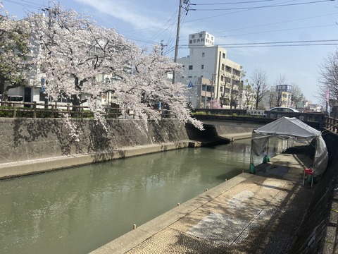 助六でランチの後は、大垣の桜をすぐに見に行けます?