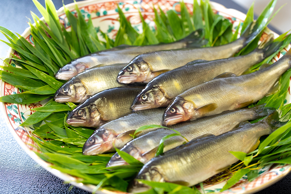 岐阜県大垣市の老舗料亭「助六」で、調理する和良川の天然鮎